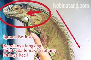 Cara Membedakan Jenis Kelamin Iguana Jantan dan Betina