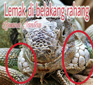 Cara Membedakan Jenis Kelamin Iguana Jantan dan Betina