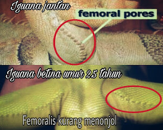 Cara Membedakan Jenis Kelamin Iguana Jantan dan Betina