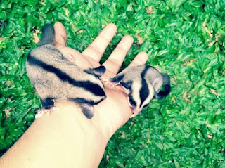 Cara Membuat Sugar Glider Bonding