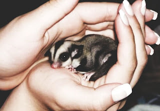 Ciri Ciri Sugar Glider Hamil dan IP In Pouch