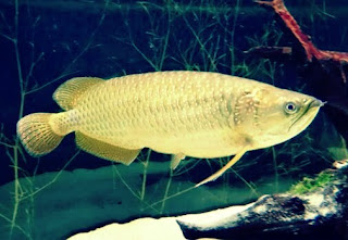 Jenis Ikan Arwana dan Harganya