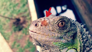 Jenis Penyakit Iguana dan Cara Mengatasinya