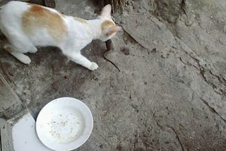 Bahaya dan Penyebab Kucing Makan Tikus