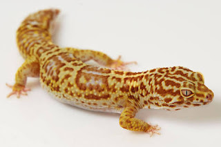 Makanan Gecko yang Baik dan Menyehatkan