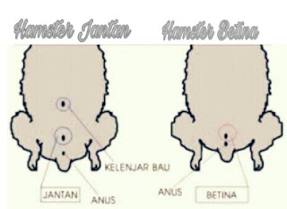 Perbedaan Hamster Jantan dan Betina