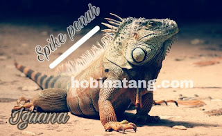 perbedaan iguana dan bunglon