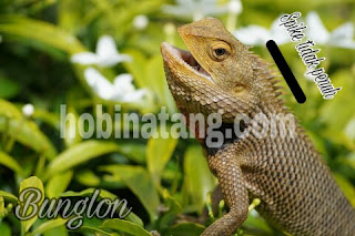 perbedaan iguana dan bunglon