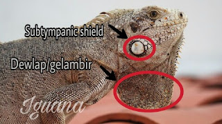 gambar perbedaan iguana dan bunglon