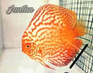 Perbedaan Antara Ikan Discus Jantan dan Betina