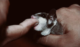 Perbedaan Sugar Glider Dewasa dan Sugar Glider Joey