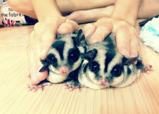 Perbedaan Sugar Glider Dewasa dan Sugar Glider Joey