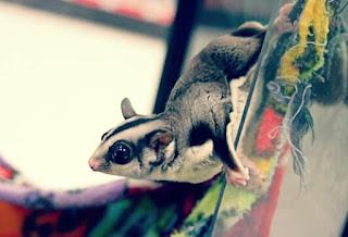 Perbedaan Sugar Glider Dewasa dan Sugar Glider Joey