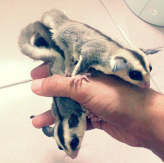 Perbedaan Sugar Glider Dewasa dan Sugar Glider Joey