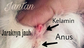 Perbedaan Kelinci Jantan dan Betina