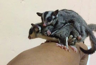 Tips Sebelum Membeli dan Memelihara Sugar Glider