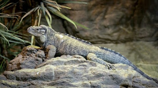 Ukuran Iguana Berdasarkan Usia atau Umur