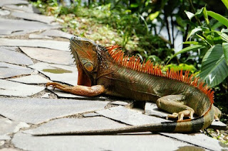 Ukuran Iguana Berdasarkan Usia atau Umur