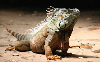 Ukuran Iguana Berdasarkan Usia atau Umur