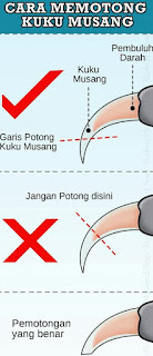 Cara Memotong Kuku Musang