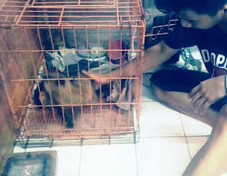 Cara Memotong Kuku Musang