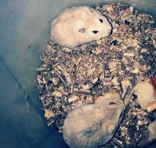 Cara Mengawinkan Hamster Bagi Pemula