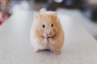 Cara Mengawinkan Hamster Bagi Pemula