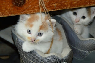 Cara Merawat Anak Kucing yang Baru Lahir Tanpa Induk