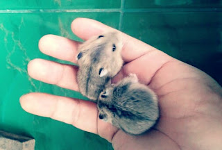 Cara Merawat Bayi Hamster Lengkap