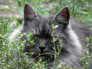 Cara Menjinakan Kucing Anggora yang Galak