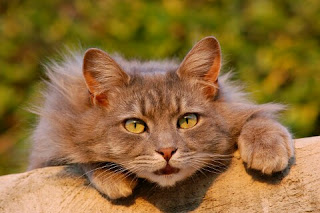 Cara Menjinakan Kucing Anggora yang Galak
