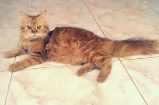 Jenis Kucing Persia Medium dan Harganya