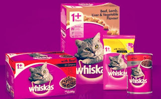 Makanan Anak Kucing Umur 1 Bulan yang Menyehatkan