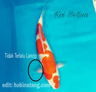 Perbedaan Ikan Koi Jantan dan Betina