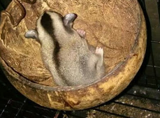 Penyebab dan Cara Mengatasi Sugar Glider Tidak Mau Makan