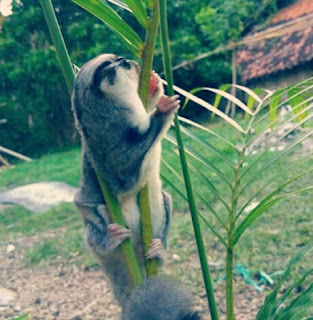 Penyebab dan Cara Mengatasi Sugar Glider Tidak Mau Makan