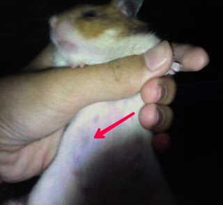 Ciri-Ciri Hamster Hamil yang Paling Menonjol