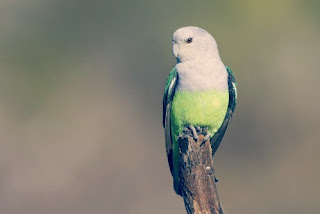 Jenis Burung Lovebird Madagaskar yang Bagus