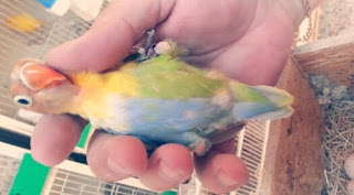  Lovebird Halfsider