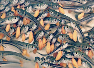 Cara Memelihara Ikan Arwana Yang Baik Bagi Pemula