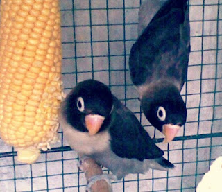 Lovebird Hitam atau Batman