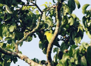 Jenis Burung Lovebird yang Bagus Dari Seluruh Dunia