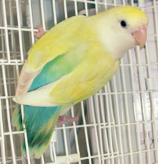 Lovebird Australian Cinnamon