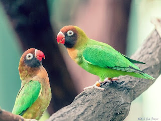 Jenis Burung Lovebird yang Bagus Dari Seluruh Dunia