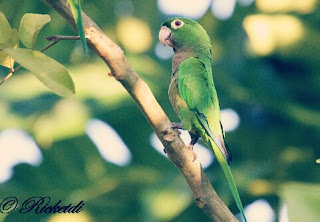 Olive's Lovebird