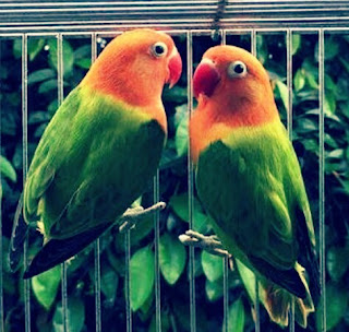 Lovebird Biola (Opaline Fischeri)