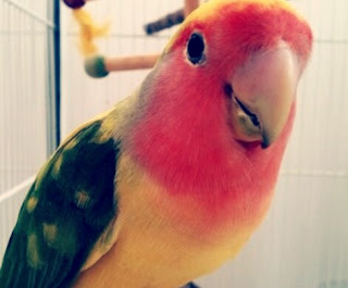 Lovebird Blorok