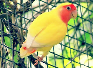 Lovebird Lutino