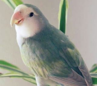 Jenis Lovebird Pastel