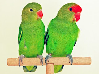 Jenis Burung Lovebird yang Bagus Dari Seluruh Dunia